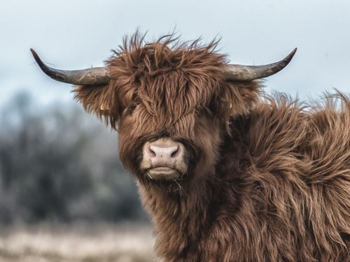 Highland Cow