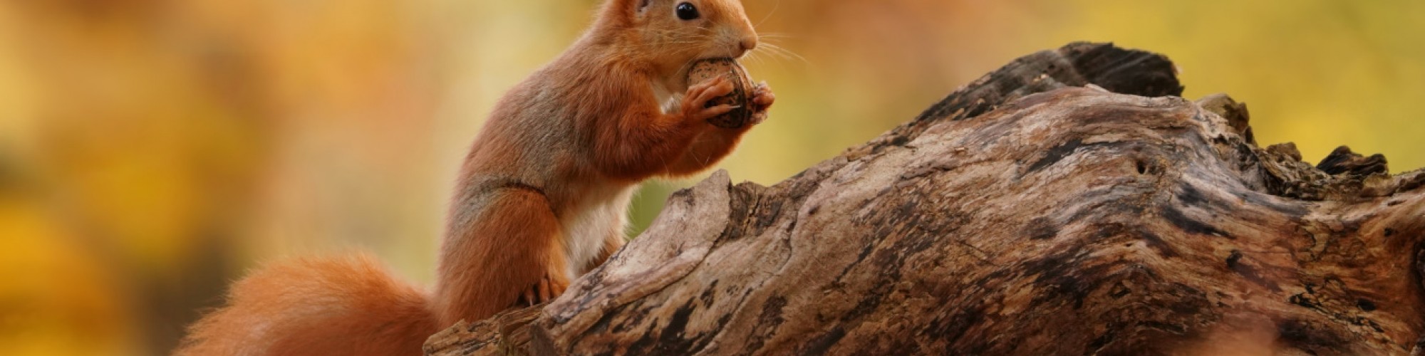 Autumn Red Squirrel