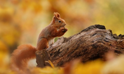 Autumn Red Squirrel