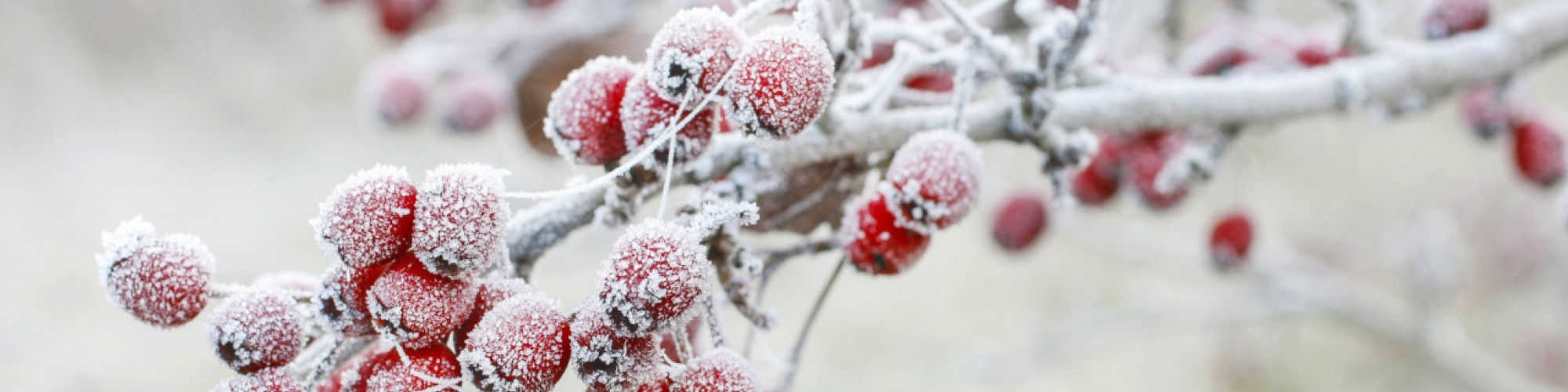 Winter Hawthorn