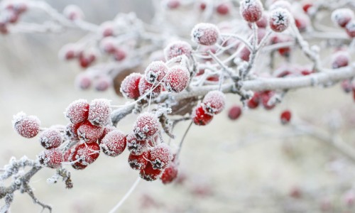 Winter Hawthorn