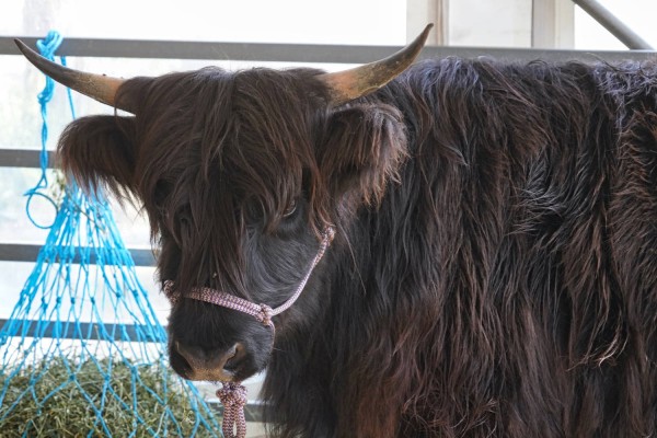 Highland cow at a local agricultural show