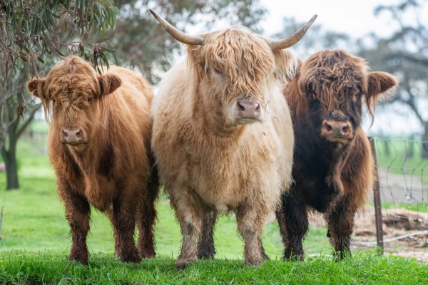 Three Highland cows looking at the camera