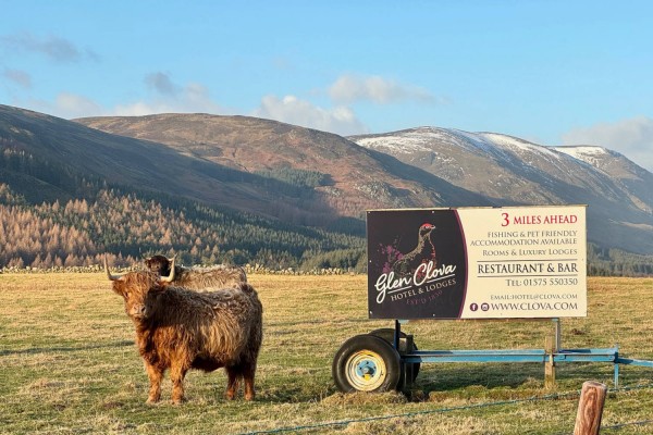 Highland cow on the roadside by Glen Clova