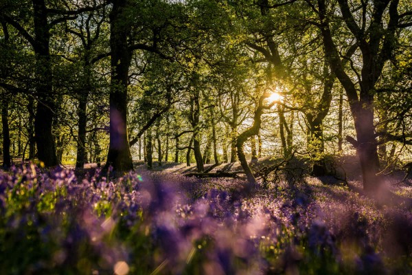 Carpet of bluebells in a Scottish forest