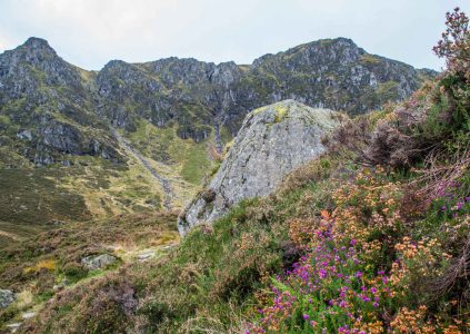 Colorful heather with Scottish mountains in background at Corrie Fee, Glen Clova