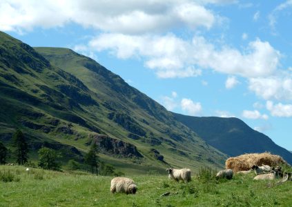 Sheep grazing at Glen Clova in Angus, Scotland