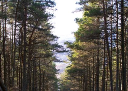 Sunlight through the forest on the way to Airlie Monument on Tulloch Hill in Glen Clova