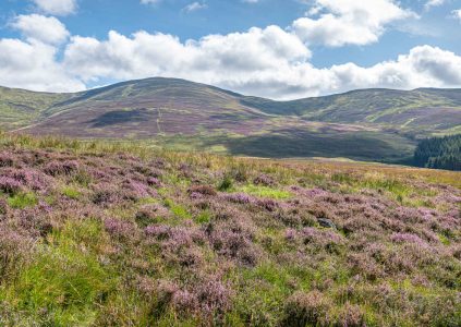 Purple Heather on an upland moor in Glen Clova