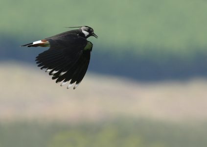 Lapwing bird flying over Scottish glens and meadows