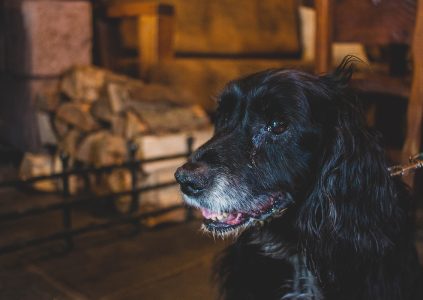 A dog in The Climbers Bar at Glen Clova Hotel and Lodges in Scotland