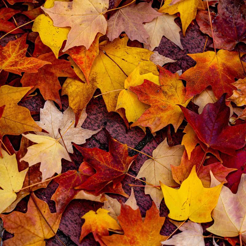 A carpet of Autumn leaves