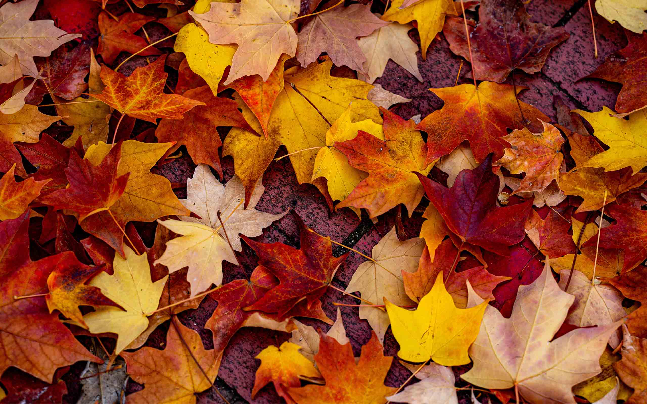 A carpet of Autumn leaves