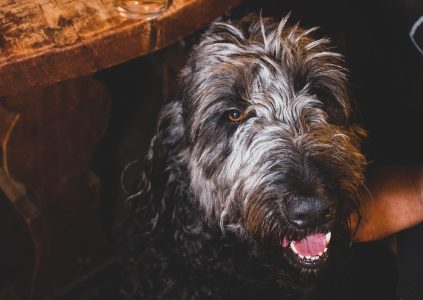 A dog in The Climbers Bar at Glen Clova Hotel and Lodges in Scotland