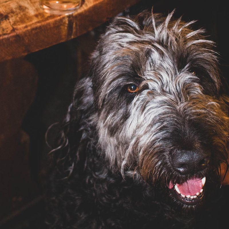 A dog in The Climbers Bar at Glen Clova Hotel and Lodges in Scotland