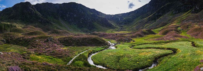 Glen Clova mountains and a valley with purple Heather growing