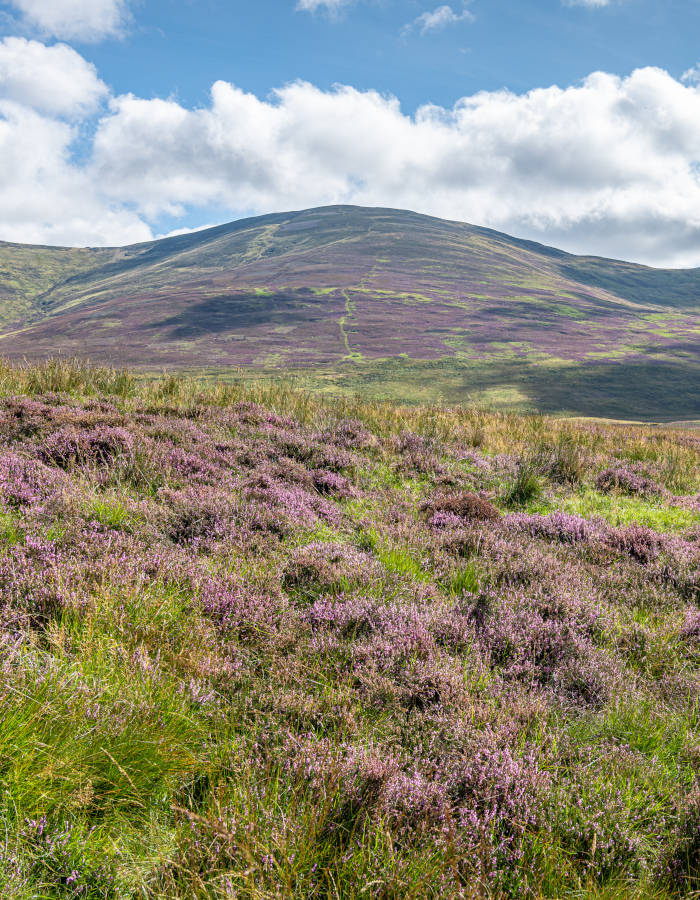 Purple Heather on an upland moor in Glen Clova