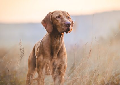 Hunting dog out in the fields