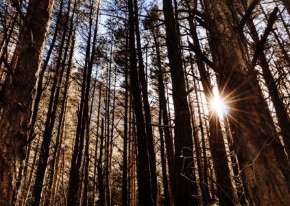 Light shining through trees in a forest Glen Clova