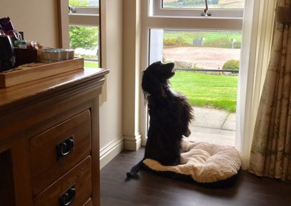 A dog in front of hotel room window