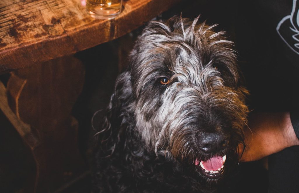 A dog in the hotel bar at Glen Clova.