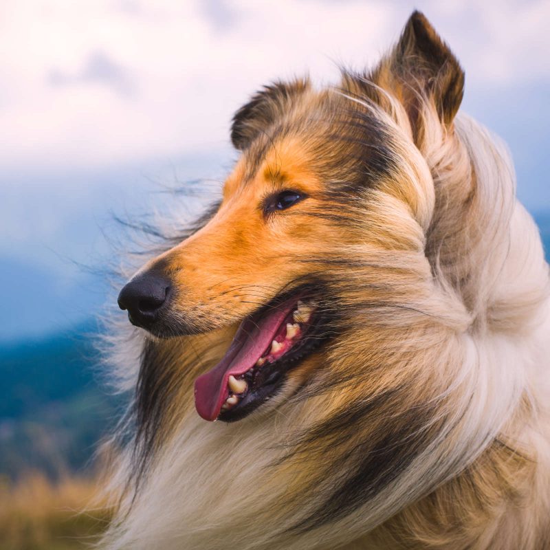 Border collie in the Scottish landscapes