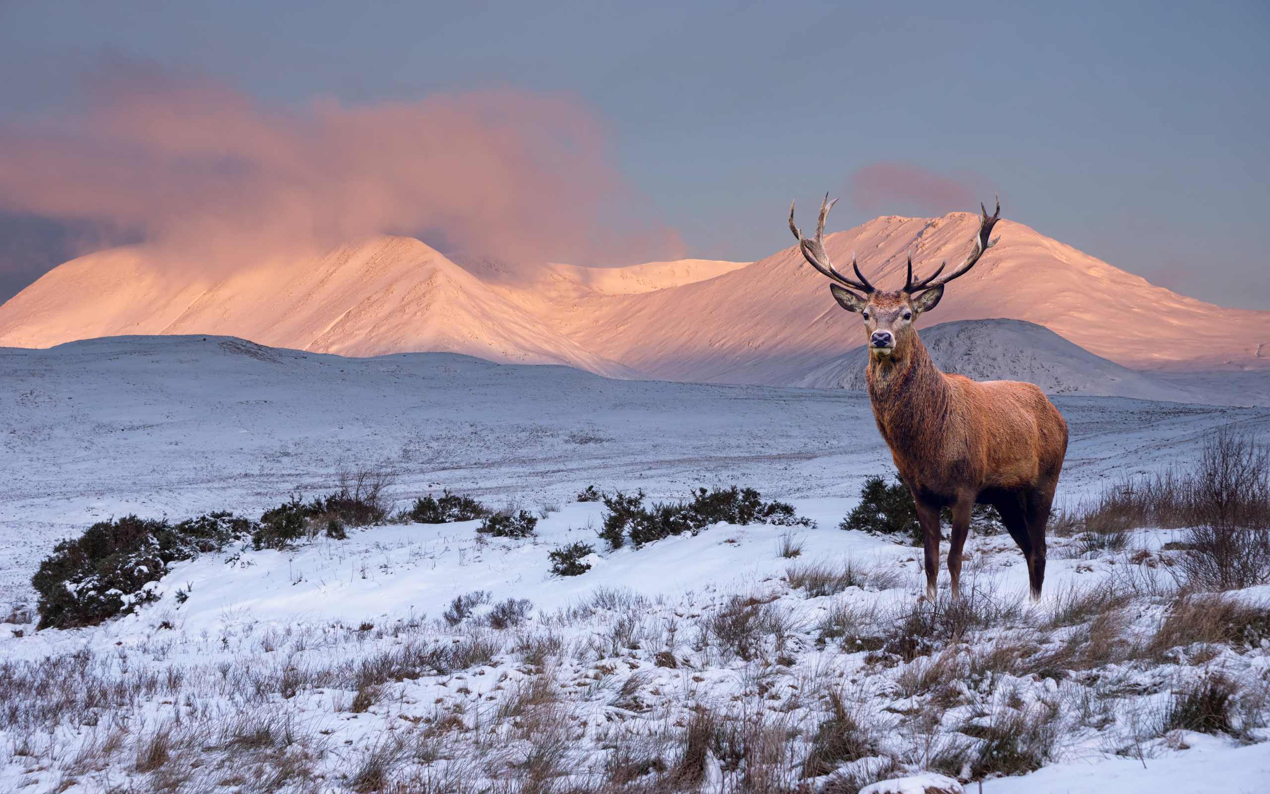 A stag standing in the snow in the Highland Glens.