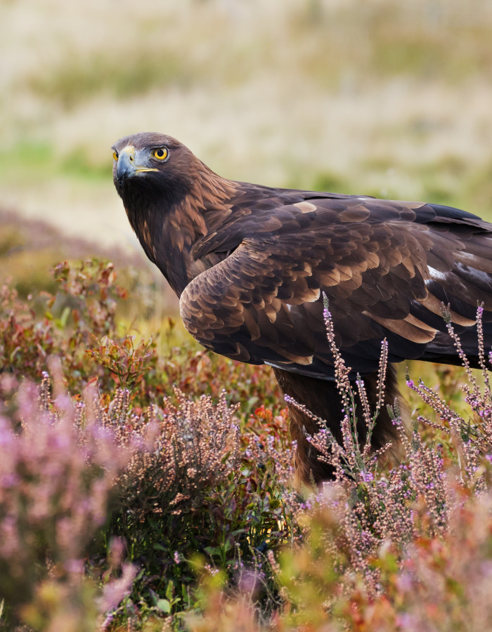 A golden eagle in the heather