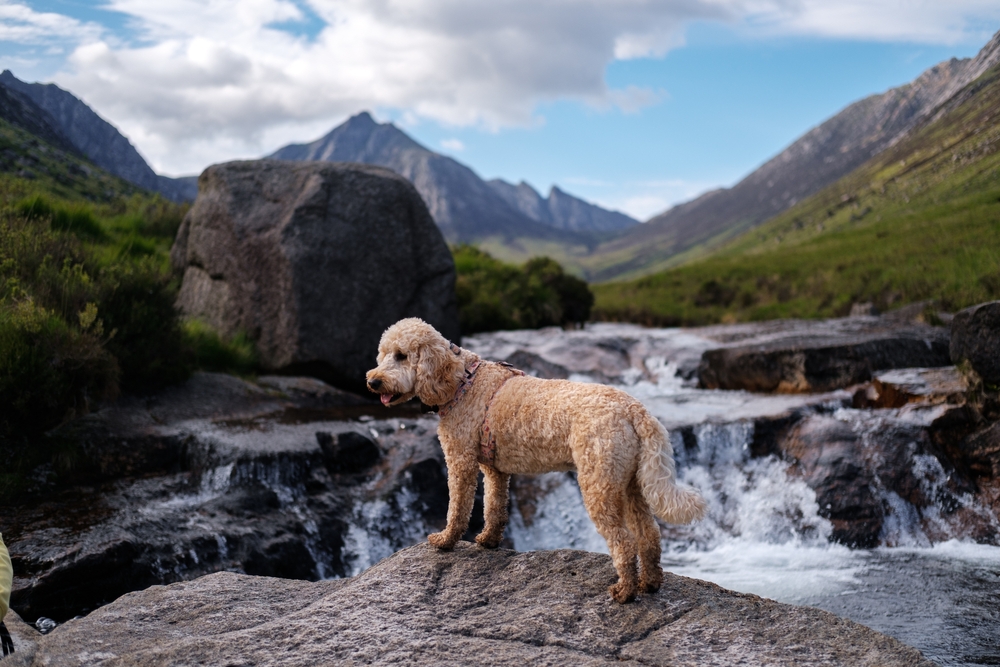 Cockapoo dog exploring Glen Rosa on the Isle of Arran, Scotland.