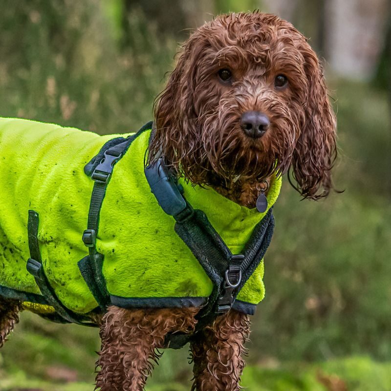 An outdoor portrait of an apricot cockapoo dog in the Scottish countryside during an walk at Loch Ard Forest in the Trossachs National Park, Scotland