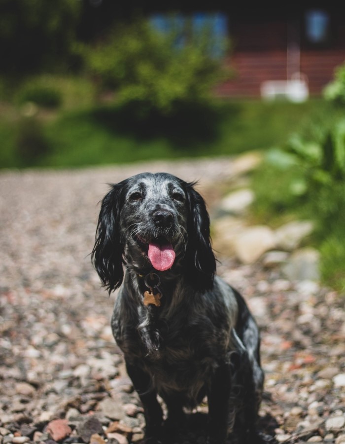 Black dog sitting outside a lodge