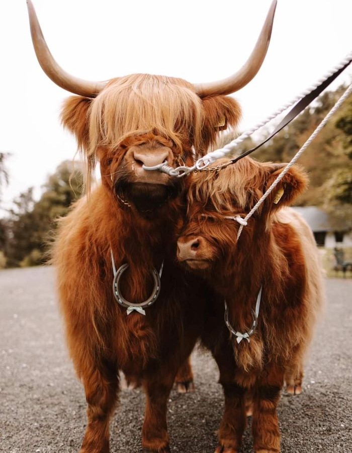 A pair of Highland Cows